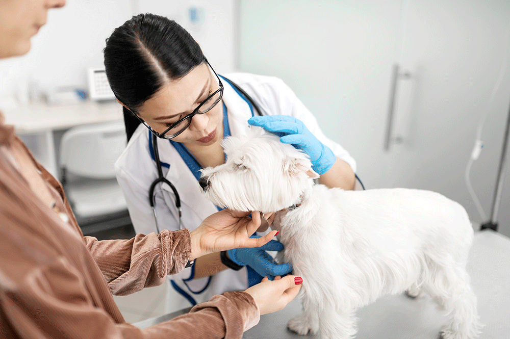 graduação em medicina veterinária presencial