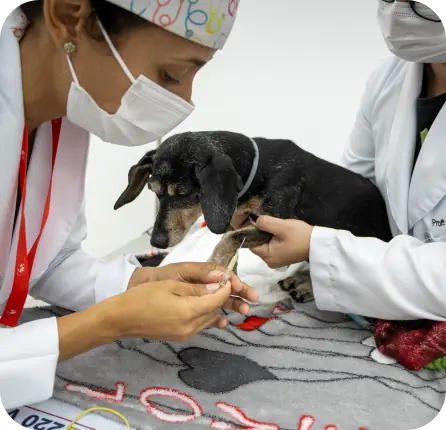 benefícios das vacinas para animais de estimação