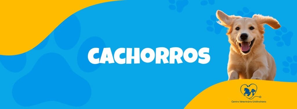 cuidados veterinários especializados para cães